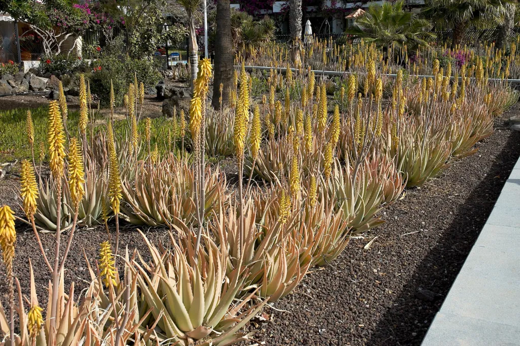 Echte Aloe (Aloe vera) – typisches Erscheinungsbild, Pflanzenfoto