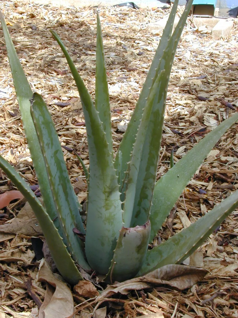 Echte Aloe (Aloe vera) – natürliche Wuchsform, Pflanzenfoto