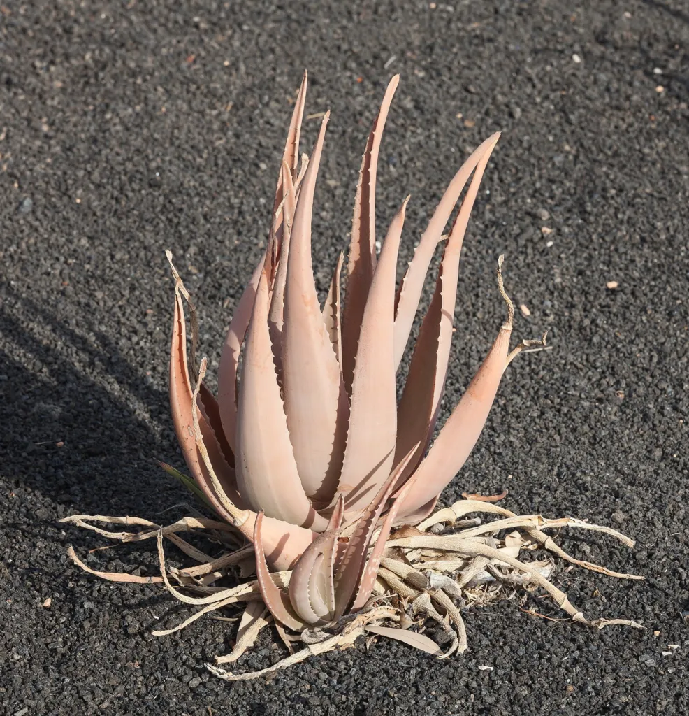 Echte Aloe (Aloe vera) – typisches Erscheinungsbild, Pflanzenfoto