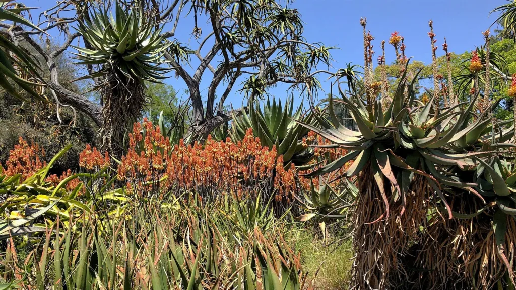 Baum-Aloe (Aloidendron barberae) – im Garten, Pflanzenfoto