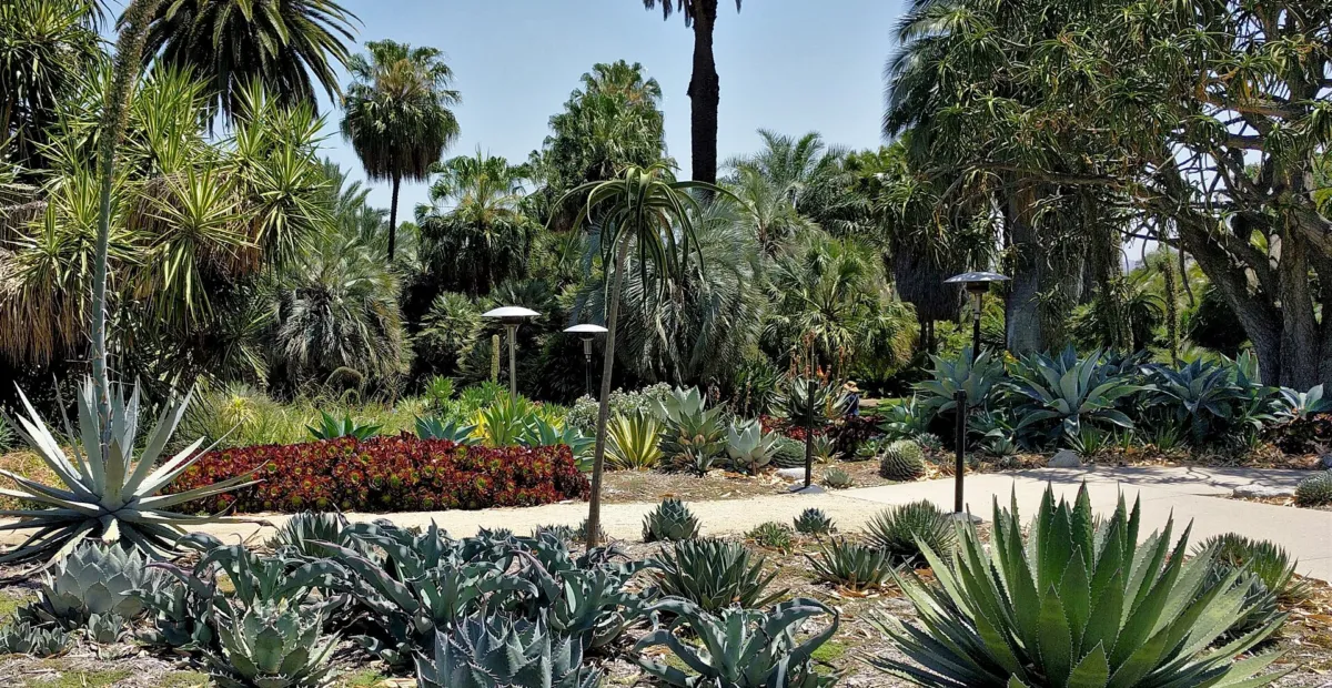 he tree aloe (Aloidendron barberae) – plant photo