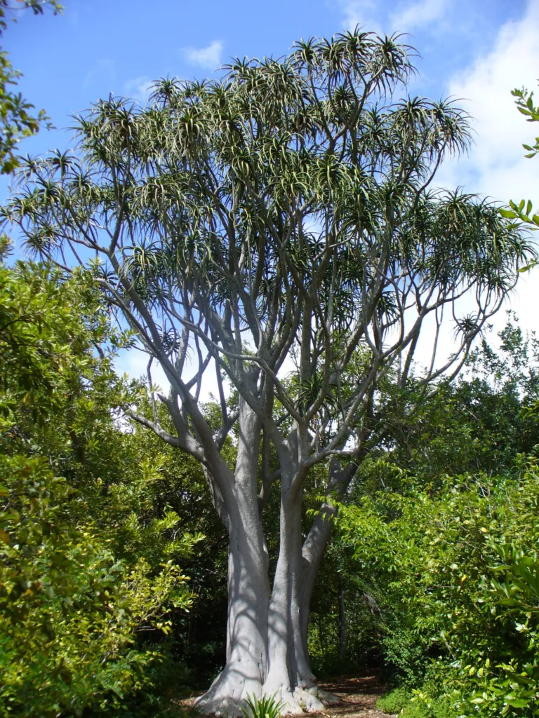 Baum-Aloe (Aloidendron barberae) – natürliche Wuchsform, Pflanzenfoto