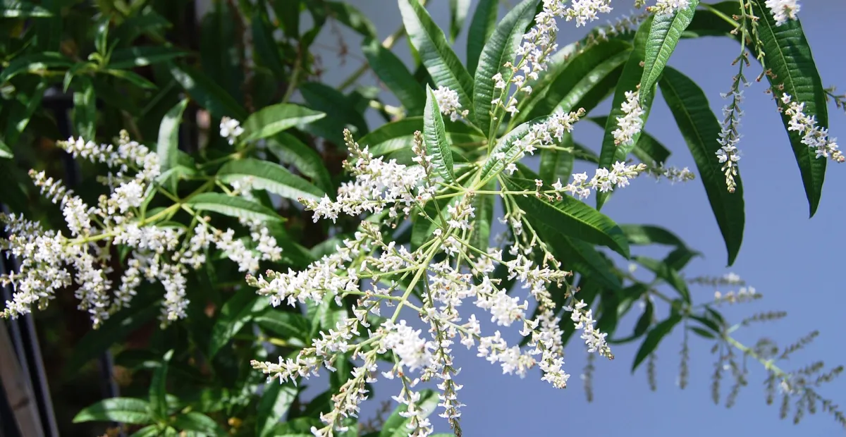 Zitronenstrauch (Aloysia citrodora) – Pflanzenfoto