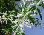 Lemon verbena (Aloysia citrodora) care guide