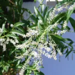 lemon verbena (Aloysia citrodora) – characteristic appearance, plant photo