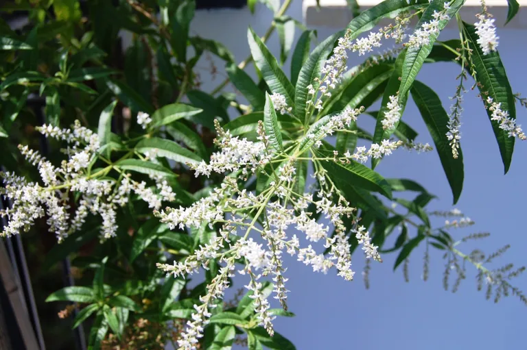 Aloysia citrodora