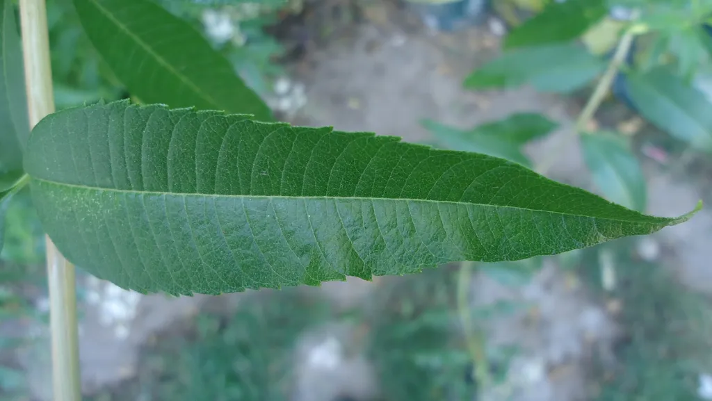 Zitronenstrauch (Aloysia citrodora) – Blätter und Triebe, Pflanzenfoto
