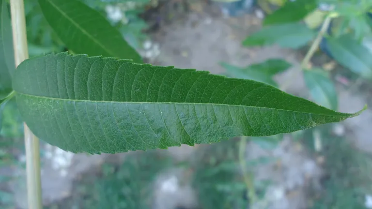 lemon verbena (Aloysia citrodora) – leaves and shoots, plant photo