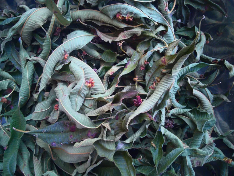 lemon verbena (Aloysia citrodora) – leaves and shoots, plant photo