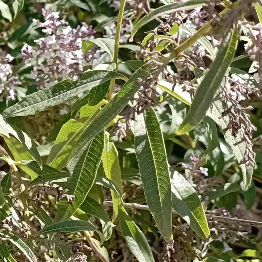 Zitronenstrauch (Aloysia citrodora) – typisches Erscheinungsbild, Pflanzenfoto