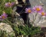 Alpen-Aster (Aster alpinus) – Pflege