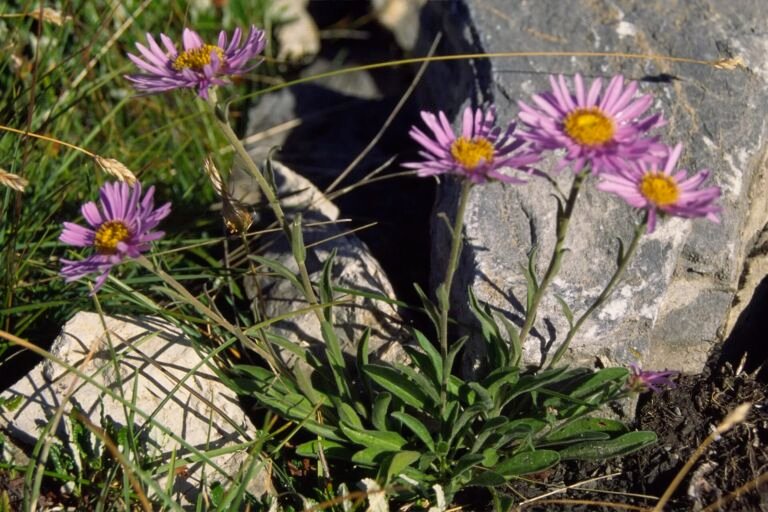 Aster alpinus