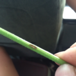 Alternaria leaf blight of carrot