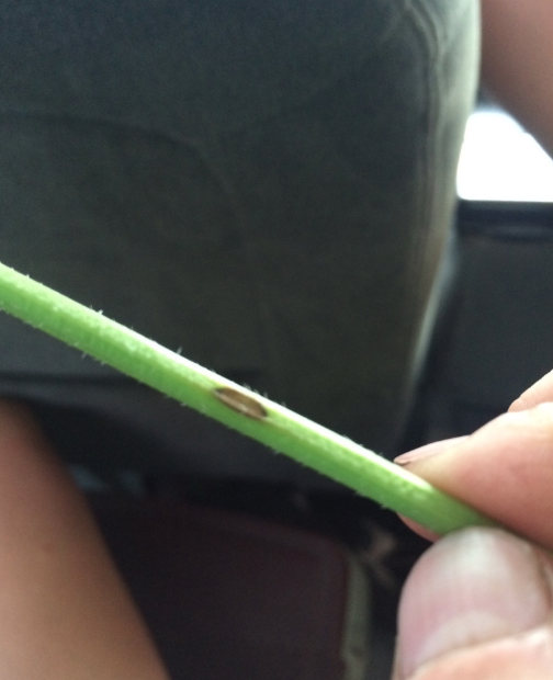 Alternaria leaf blight of carrot