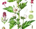 Marsh mallow (Althaea officinalis) care guide