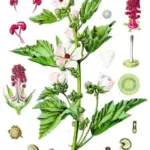 marsh mallow (Althaea officinalis) – fruit in close-up, plant photo