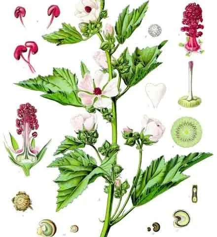 Althaea officinalis