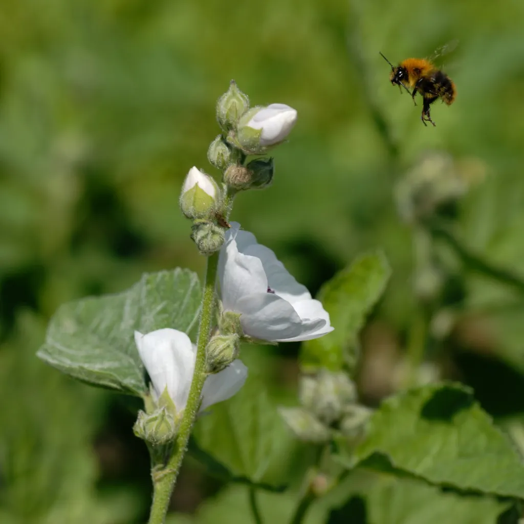 ibiš lekársky (Althaea officinalis) – kvety zblízka, fotografia rastliny