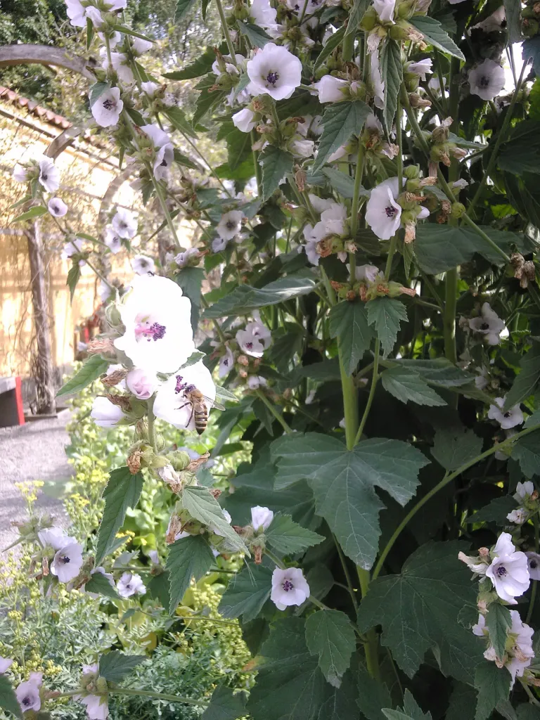 marsh mallow (Althaea officinalis) – in a garden setting, plant photo