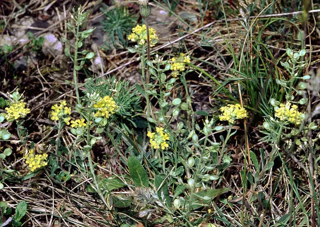 Berg-Steinkraut (Alyssum montanum) – Pflanzenfoto