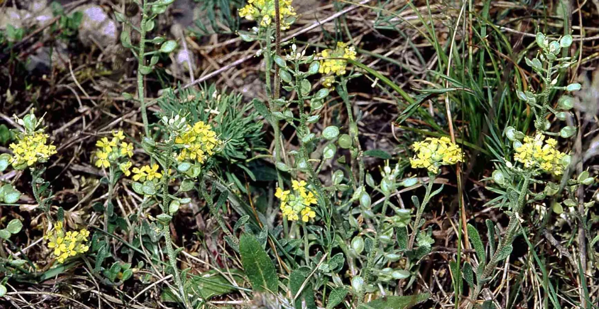 Berg-Steinkraut (Alyssum montanum) – Pflanzenfoto