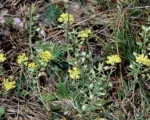 Alyssum montanum care guide