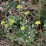 Alyssum montanum care guide (Alyssum montanum) – characteristic appearance, plant photo