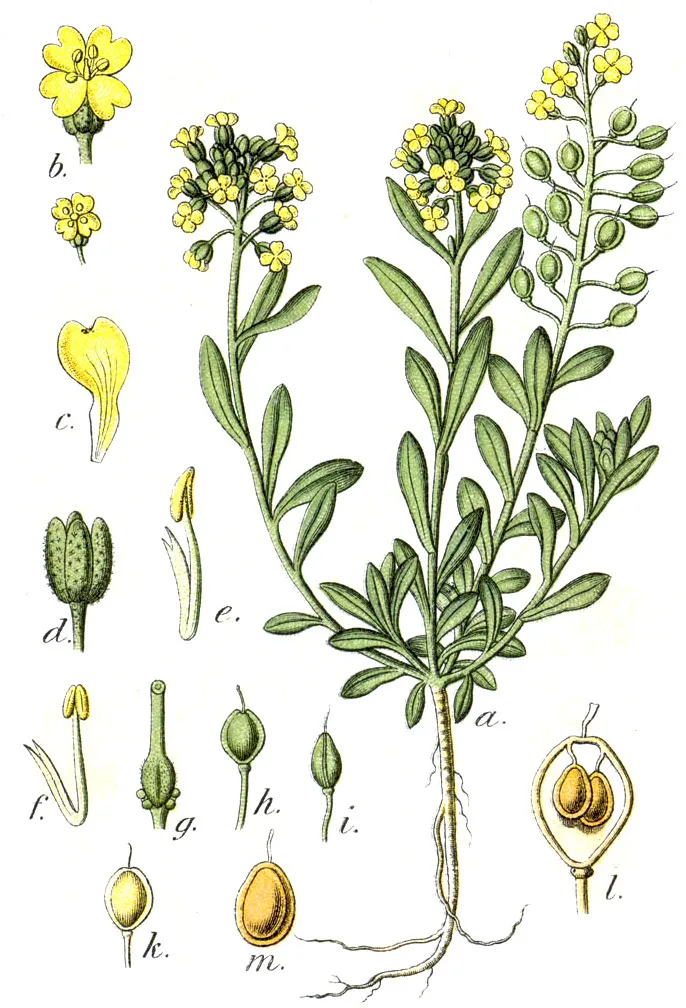 Berg-Steinkraut (Alyssum montanum) – typisches Erscheinungsbild, Pflanzenfoto