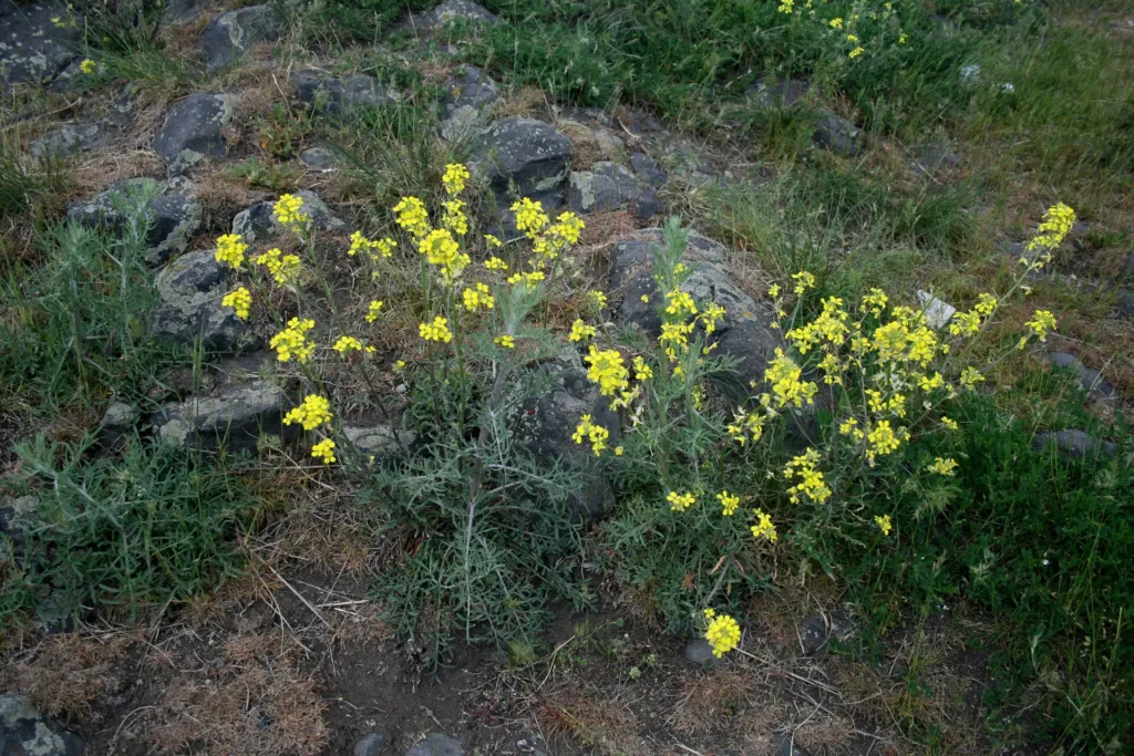 Berg-Steinkraut (Alyssum montanum) – typisches Erscheinungsbild, Pflanzenfoto