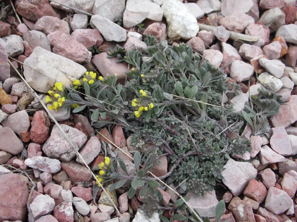Berg-Steinkraut (Alyssum montanum) – typisches Erscheinungsbild, Pflanzenfoto