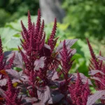 amaranth (Amaranthus cruentus) – plant photo