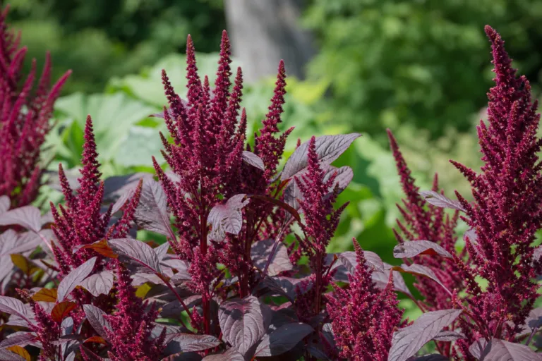 Amaranthus cruentus