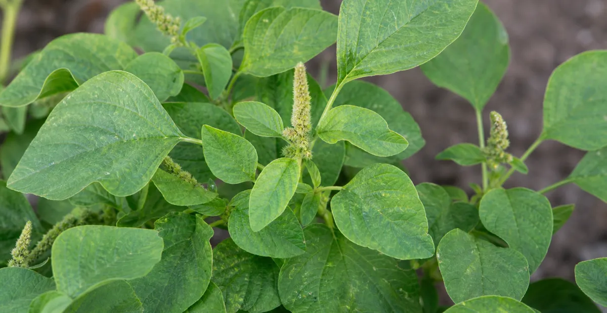 amaranth (Amaranthus dubius) – plant photo