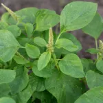 amaranth (Amaranthus dubius) – plant photo