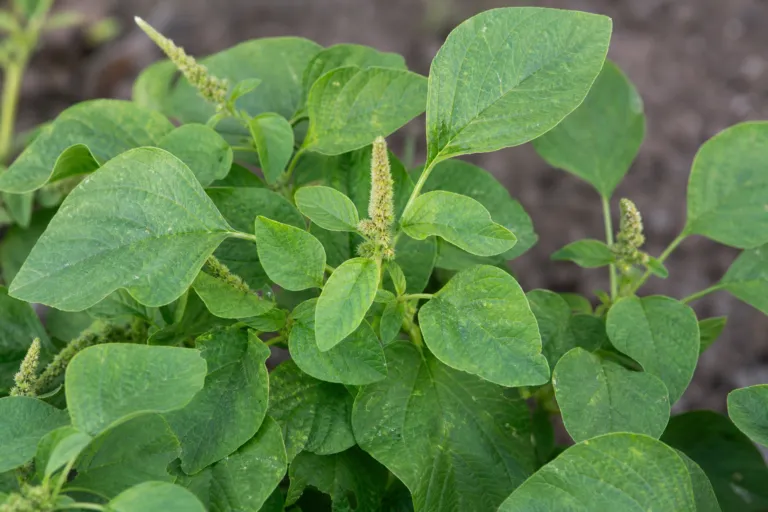 Amaranthus dubius