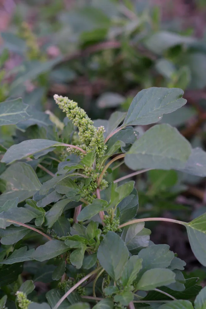 Aufsteigender Fuchsschwanz (Amaranthus blitum) – typisches Erscheinungsbild, Pflanzenfoto