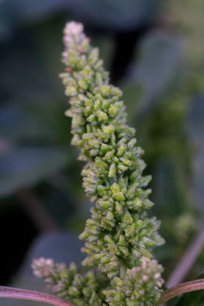 Aufsteigender Fuchsschwanz (Amaranthus blitum) – typisches Erscheinungsbild, Pflanzenfoto
