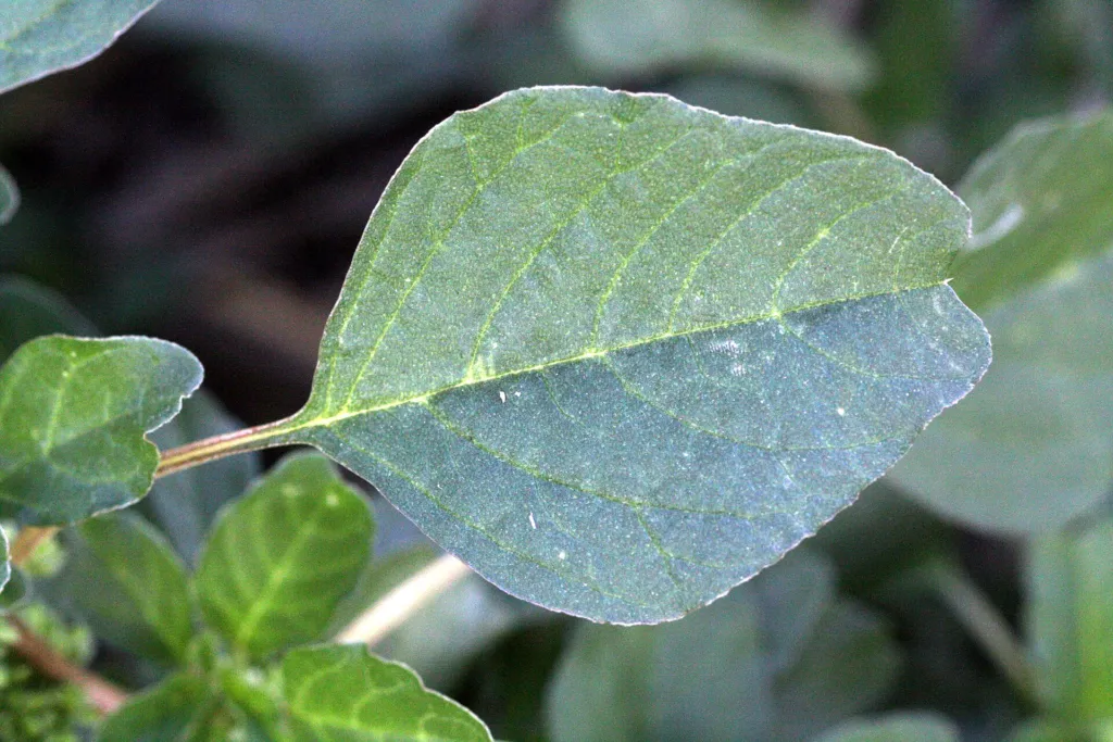 Aufsteigender Fuchsschwanz (Amaranthus blitum) – typisches Erscheinungsbild, Pflanzenfoto
