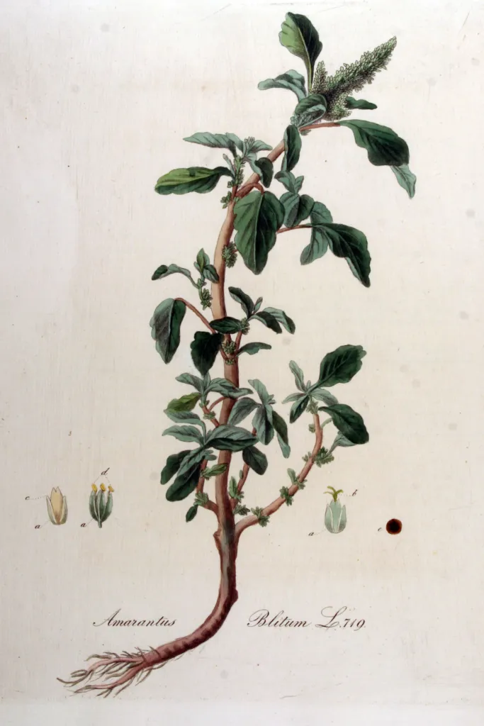 Aufsteigender Fuchsschwanz (Amaranthus blitum) – typisches Erscheinungsbild, Pflanzenfoto