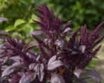 Amaranthus blitum – pestovanie a starostlivosť