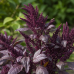 Amaranthus blitum – pestovanie a starostlivosť (Amaranthus blitum) – fotografia rastliny