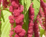 Love-lies-bleeding (Amaranthus caudatus) care guide
