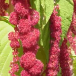 Love-lies-bleeding (Amaranthus caudatus) – characteristic appearance, plant photo