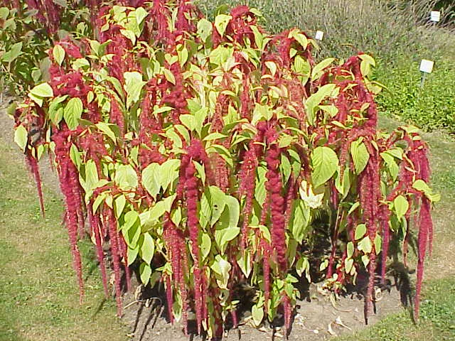 Garten-Fuchsschwanz (Amaranthus caudatus) – typisches Erscheinungsbild, Pflanzenfoto