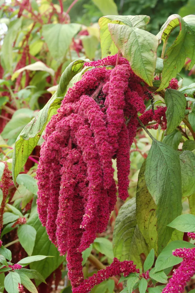 Garten-Fuchsschwanz (Amaranthus caudatus) – im Garten, Pflanzenfoto