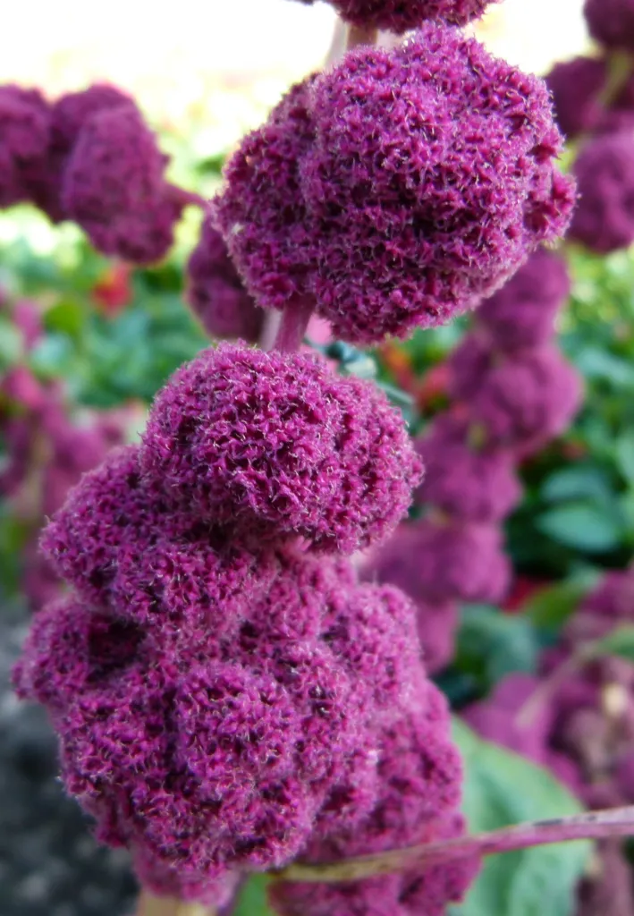 Garten-Fuchsschwanz (Amaranthus caudatus) – typisches Erscheinungsbild, Pflanzenfoto