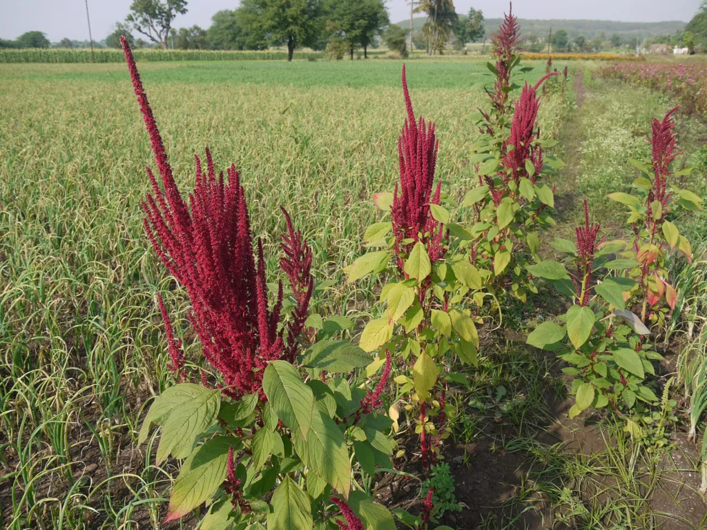 Rispen-Fuchsschwanz (Amaranthus cruentus) – Blüten in Nahaufnahme, Pflanzenfoto