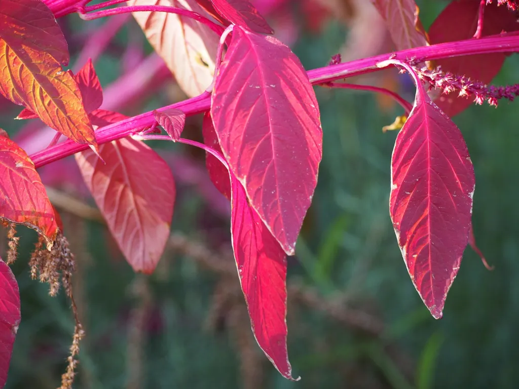 Rispen-Fuchsschwanz (Amaranthus cruentus) – Blätter und Triebe, Pflanzenfoto
