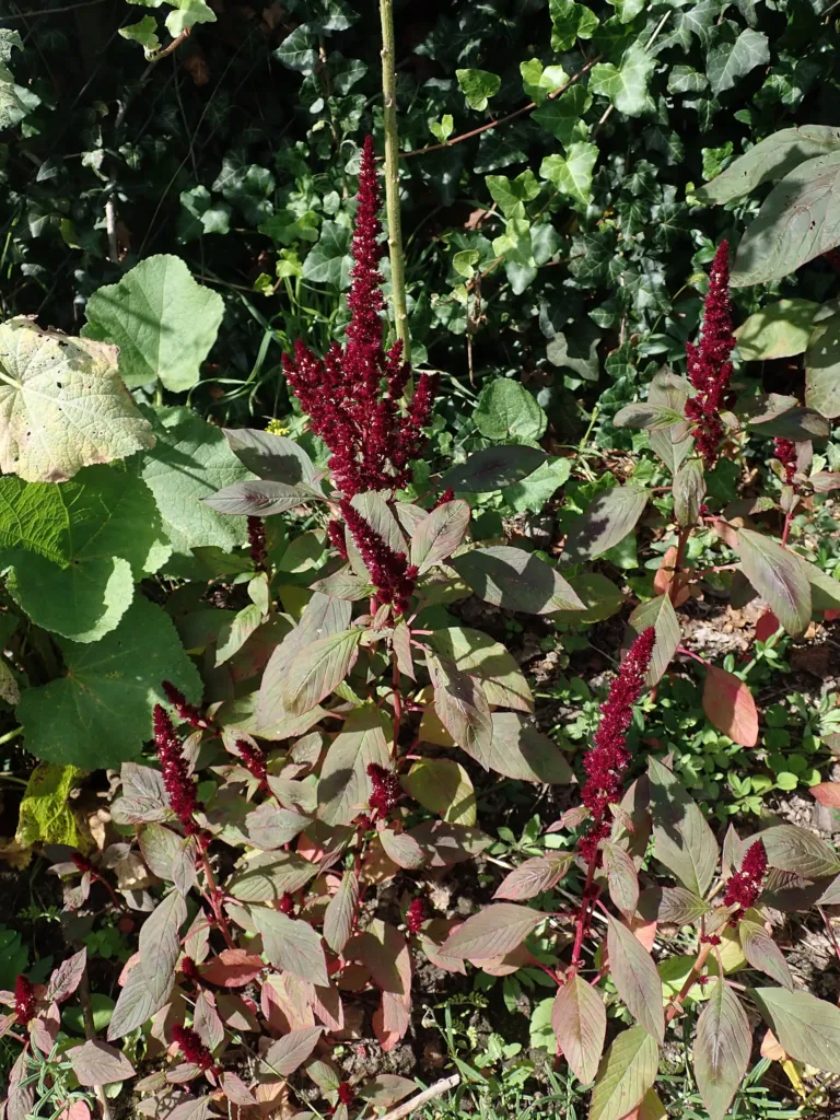Rispen-Fuchsschwanz (Amaranthus cruentus) – im Garten, Pflanzenfoto
