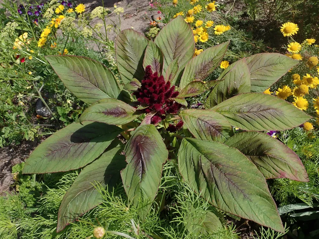Rispen-Fuchsschwanz (Amaranthus cruentus) – im Garten, Pflanzenfoto